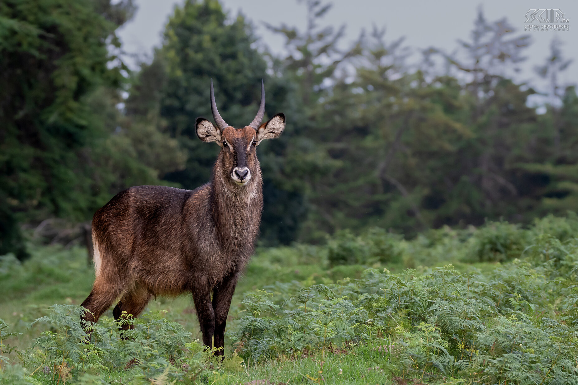 Mount Kenya NP - Waterbok  Stefan Cruysberghs